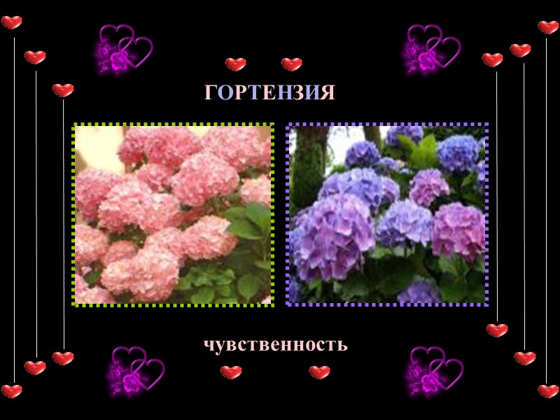 ГОРТЕНЗИЯ чувственность